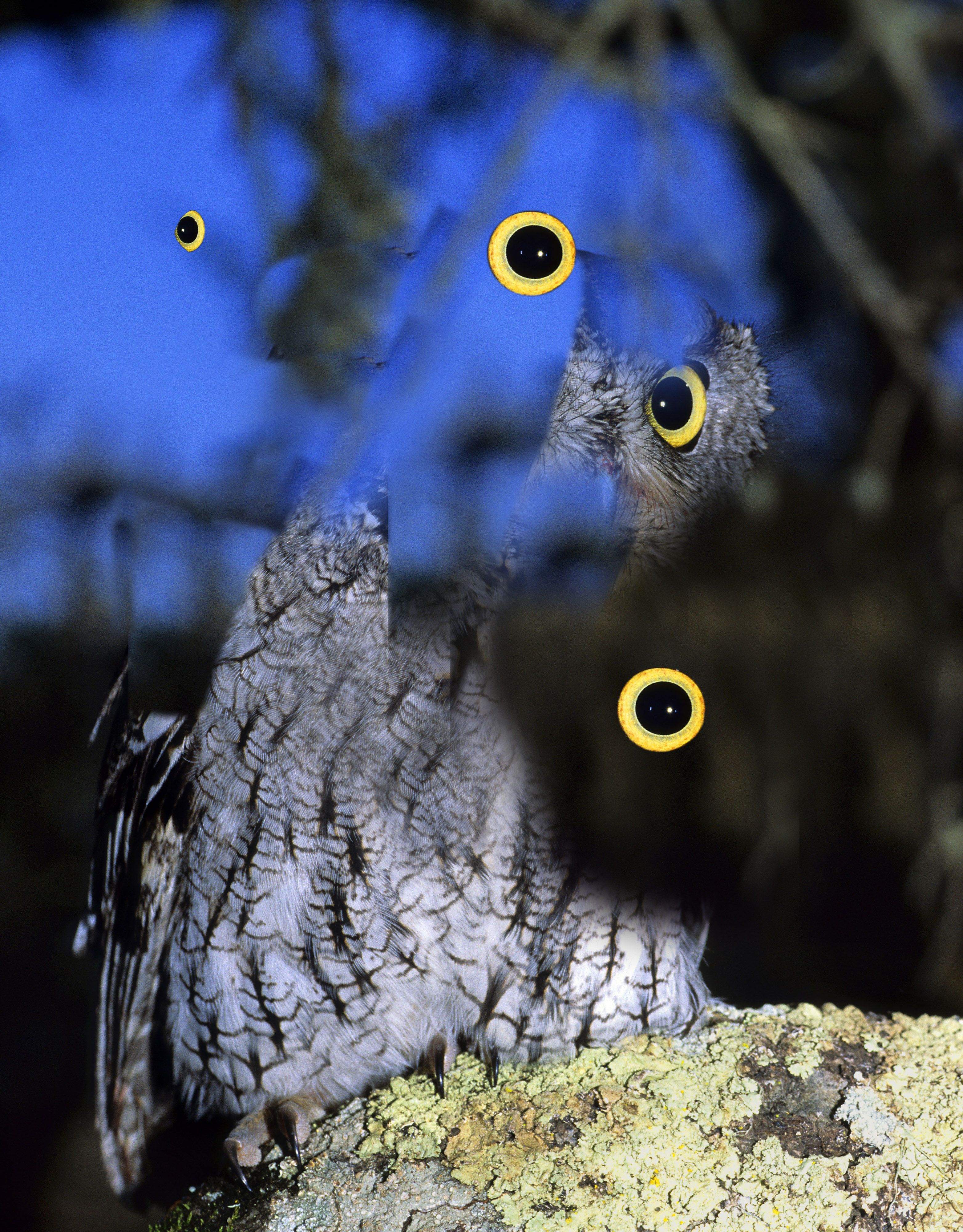 korimco owl